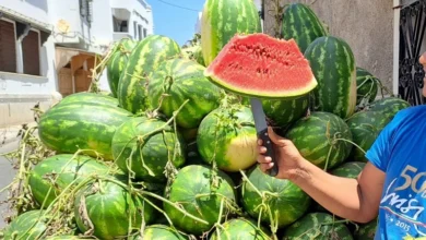 انطلاقة متعثرة لموسم البطيخ الأحمر بزاكورة وسط منافسة المنتج الموريتاني وارتفاع تكاليف النقل